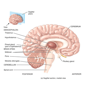 Bio Pineal Gland Model